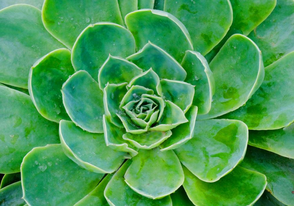 Echeveria (Eçeverya) Bakımı