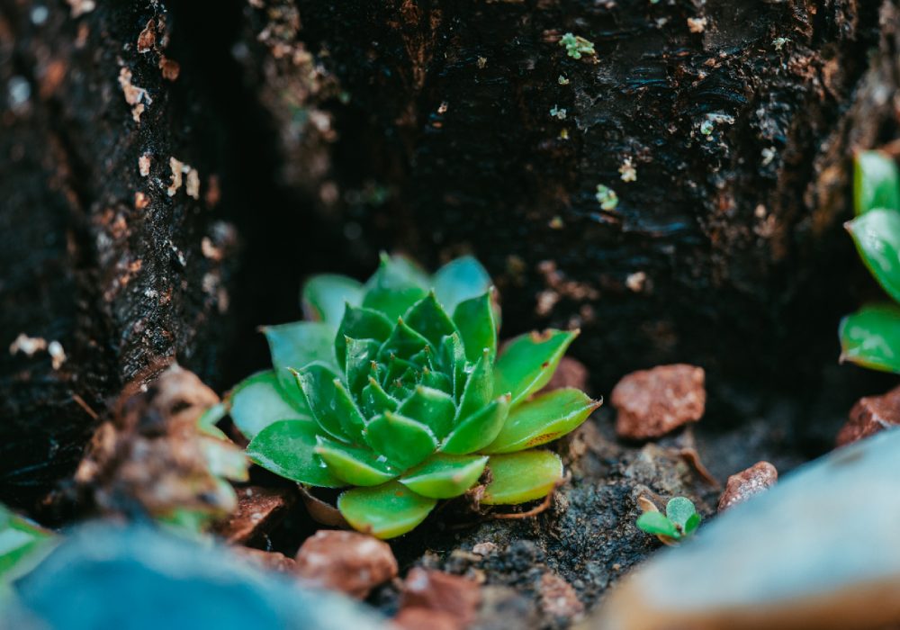 Echeveria (Eçeverya) Çoğaltma