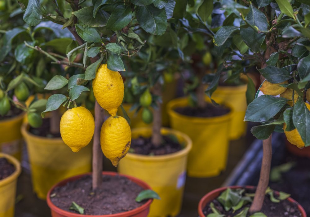 Limon Ağacı Bakımı