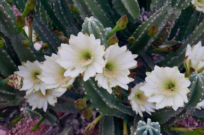 Cereus peru elması kaktusu