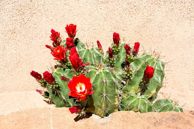 Echinopsis kirpi kaktüsü