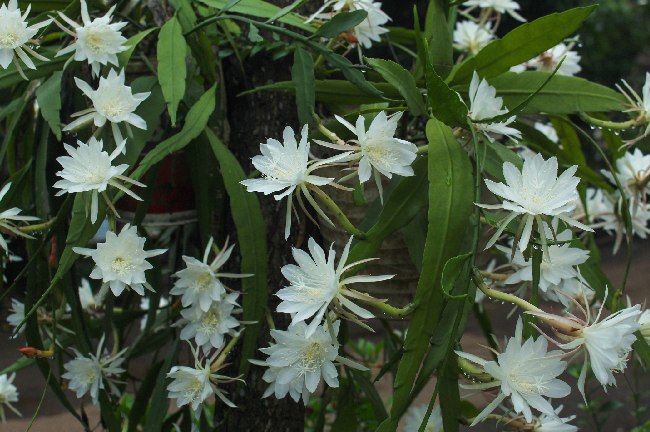 Epiphyllum orkide kaktüsü