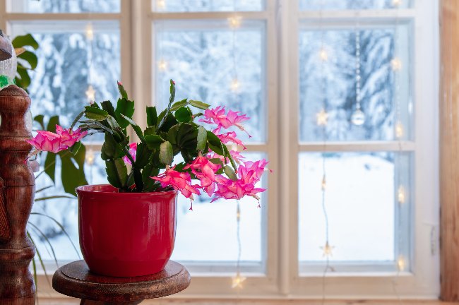 Schlumbergera yılbaşı kaktüsü