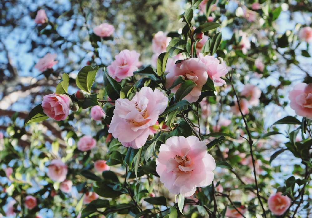 Pembe kamelya çiçekleri yeşil yapraklarla birlikte.