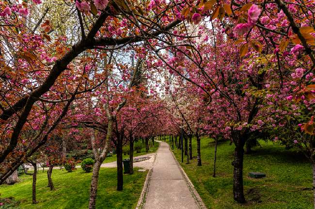 sakura ağacı yetiştirme