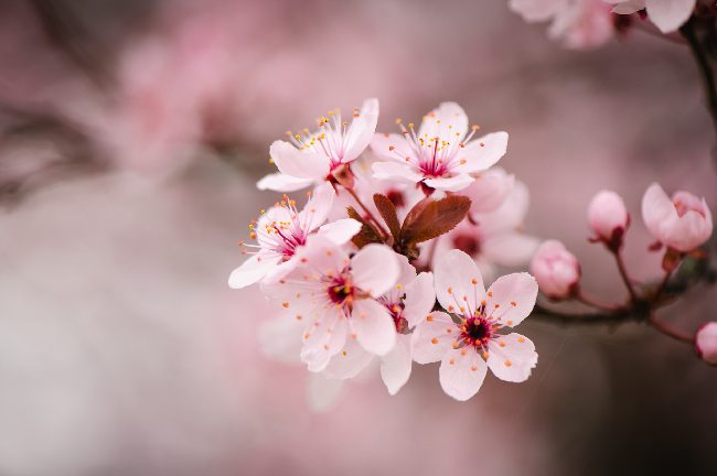 sakura çiçeği nedir